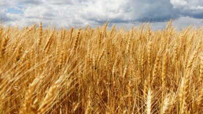 खाद्य संकटसँग जुधिरहेको उत्तर कोरियामा पिठो अब विलासी खाद्यान्न